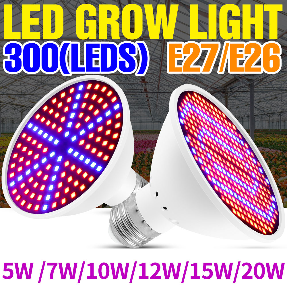 Echeveria Succulent - 25W E27 Full Spectrum LED Plant