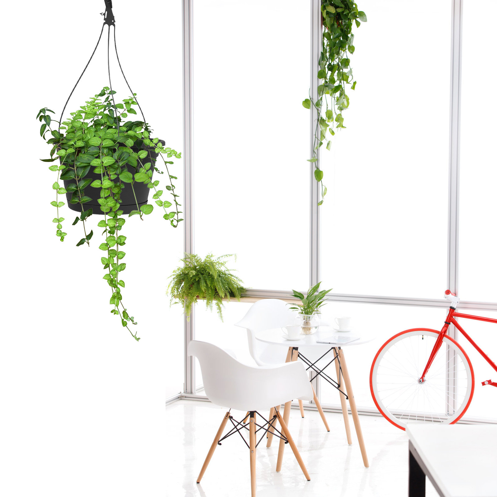 1Pcs Hanging Spider Plant Pot  - Spider Plant Hanging review and price
